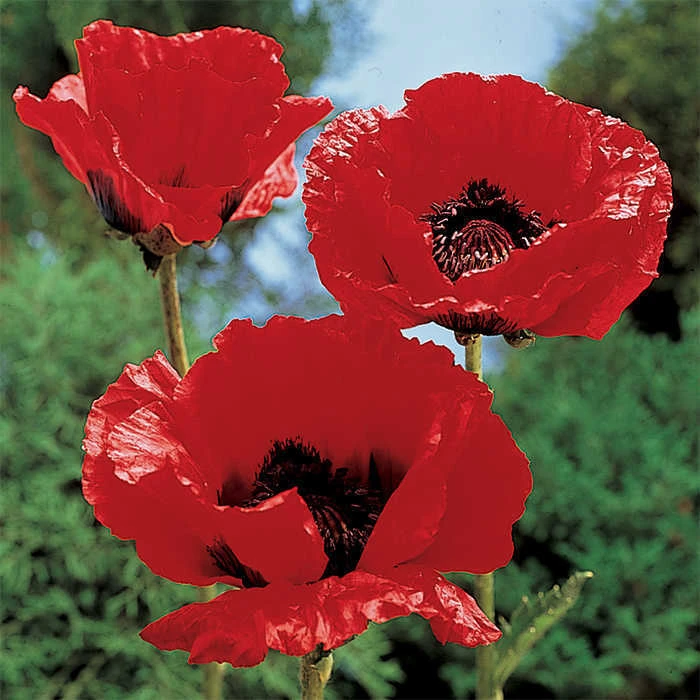 King Kong Oriental Poppy 1 King Kong Oriental Poppy