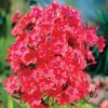 Orange Perfection Hardy Garden Phlox
