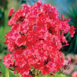 Orange Perfection Hardy Garden Phlox