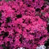Wine Red Creeping Phlox