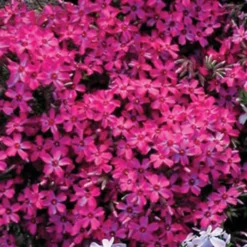 Wine Red Creeping Phlox