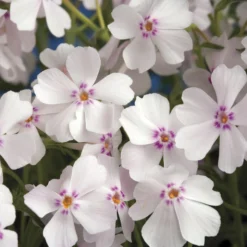 Amazing Grace Phlox