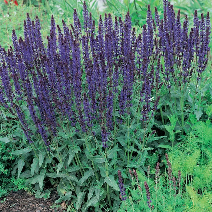 May Night Salvia 1 May Night Salvia