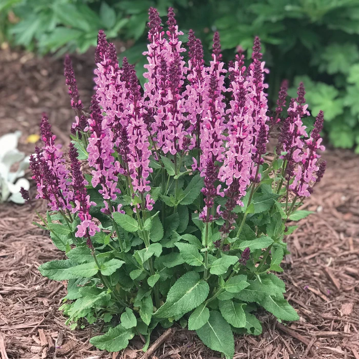 Rose Marvel Salvia 1 Rose Marvel Salvia