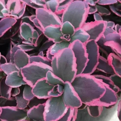 Sunsparkler® 'Dream Dazzler' Sedum