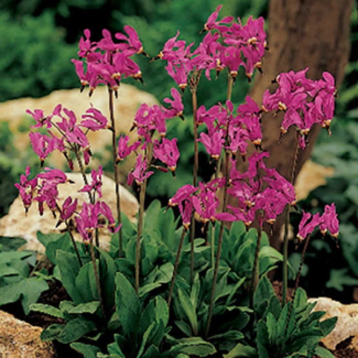 Shooting Stars 1 Shooting Stars