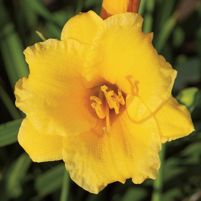 Stella De Oro Daylily 1 Stella De Oro Daylily