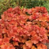 Northern Exposure&trade; Amber Heuchera