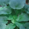 Jurassic Park Hosta
