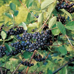 Nero Aronia