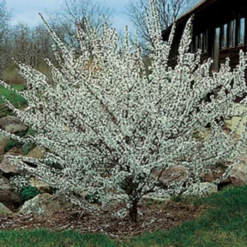 Nanking Bush Cherry