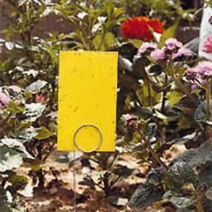 Stiky Strip Stakes 1 Stiky Strip Stakes