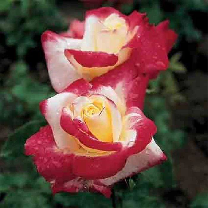 Double Delight Hybrid Tea Rose 1 Double Delight Hybrid Tea Rose
