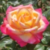 Enchanted Peace™ Hybrid Tea