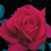 Firefighter&reg; Hybrid Tea Rose