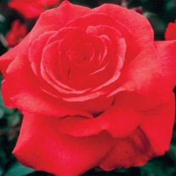 Fragrant Cloud Hybrid Tea Rose