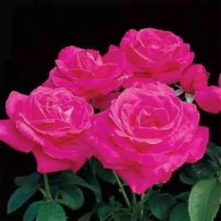 Miss All-American Beauty Hybrid Tea Rose