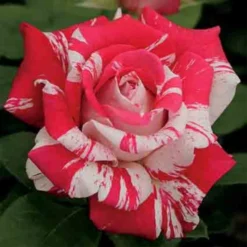 Neil Diamond Hybrid Tea Rose