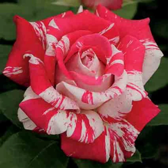 Neil Diamond Hybrid Tea Rose 1 Neil Diamond Hybrid Tea Rose