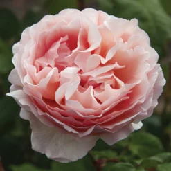 Princess Charlene De Monaco® Rose