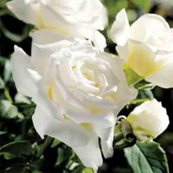 Pope John Paul II Hybrid Tea Rose