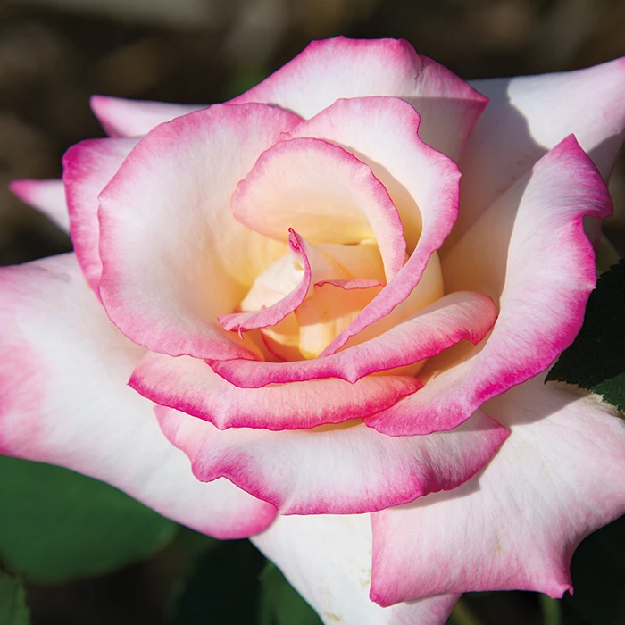 Secret™ Hybrid Tea Rose 1 Secret™ Hybrid Tea Rose