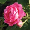 Sitting Pretty™ Grandiflora Rose