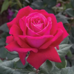 Sweet Spirit™ Grandiflora Rose