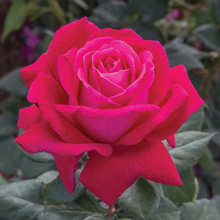 Sweet Spirit™ Grandiflora Rose 1 Sweet Spirit™ Grandiflora Rose