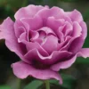 Angel Face™ Floribunda Rose