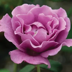 Angel Face™ Floribunda Rose