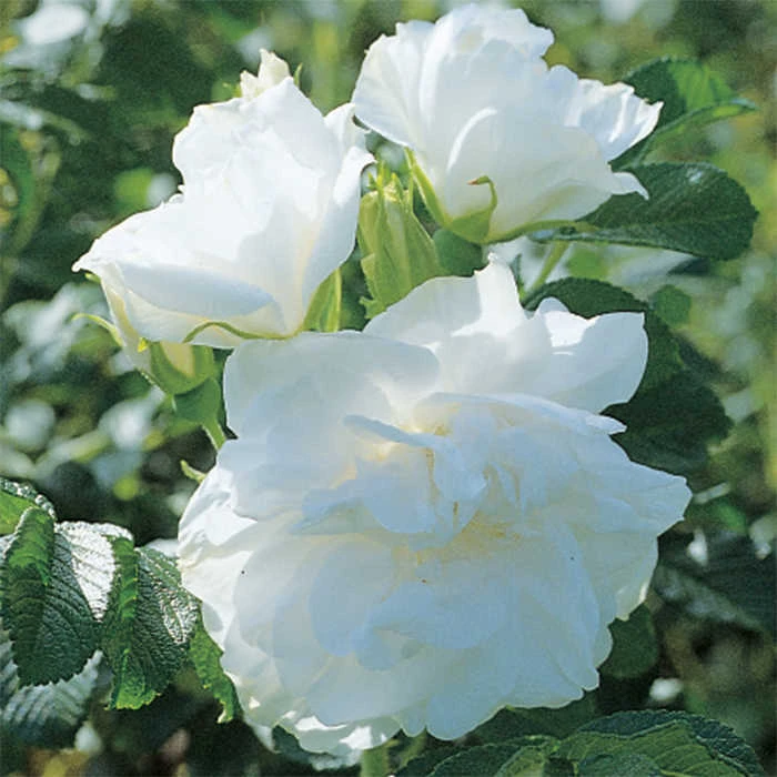 Blanc Double De Coubert Hybrid Tea Rose 1 Blanc Double De Coubert Hybrid Tea Rose