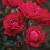 Double Knock Out® Rose