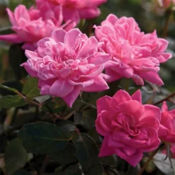 Pink Double Knock Out® Rose