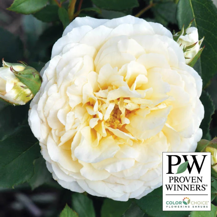Reminiscent™ Crema Shrub Rose 1 Reminiscent™ Crema Shrub Rose