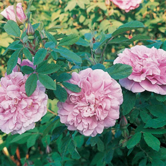 Therese Bugnet Rugosa Shrub Rose 1 Therese Bugnet Rugosa Shrub Rose