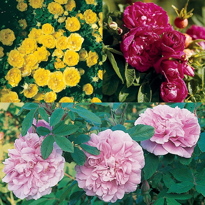 Antique Rose Offer (3) 1 Antique Rose Offer (3)