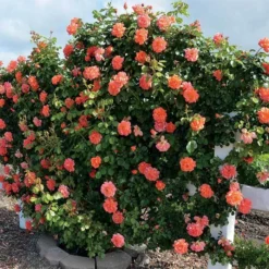 Above All Climbing Rose