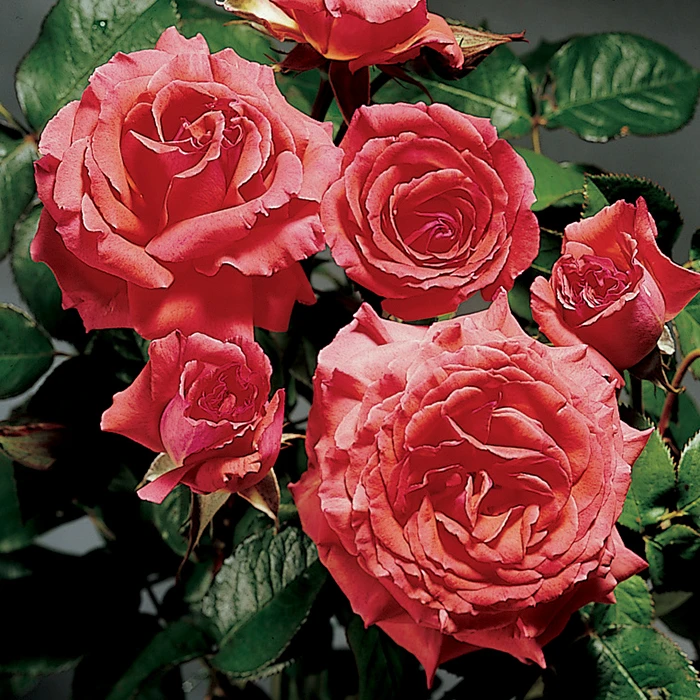 America™ Climbing Rose 1 America™ Climbing Rose