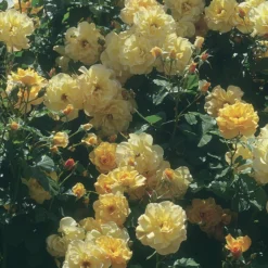 Autumn Sunset® Climbing Rose