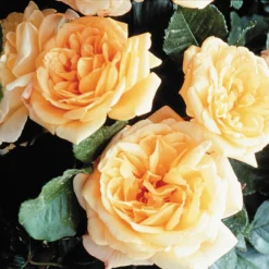 Garden Sun™ Climber Rose