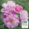 Rise Up Lilac Days™ Climbing Rose