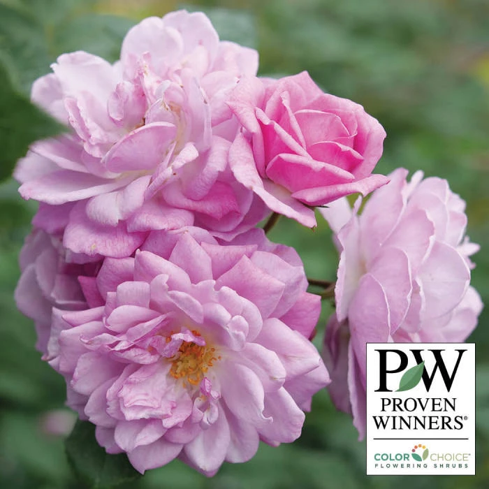 Rise Up Lilac Days™ Climbing Rose 1 Rise Up Lilac Days™ Climbing Rose
