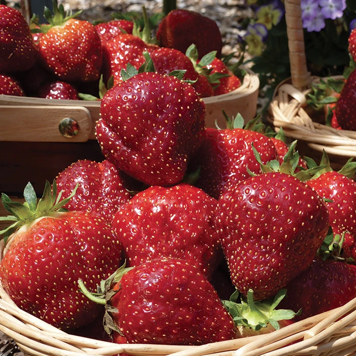 Cabot Junebearing Strawberry 1 Cabot Junebearing Strawberry