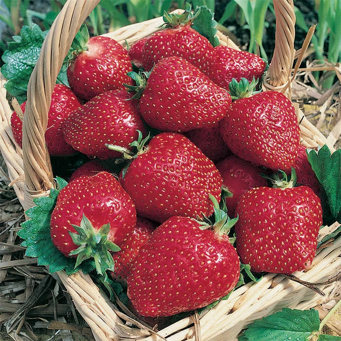 Ac Wendy Junebearing Strawberry 1 Ac Wendy Junebearing Strawberry