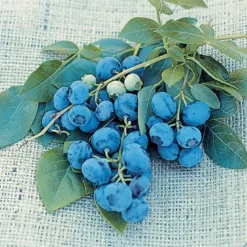 Blueray Blueberry