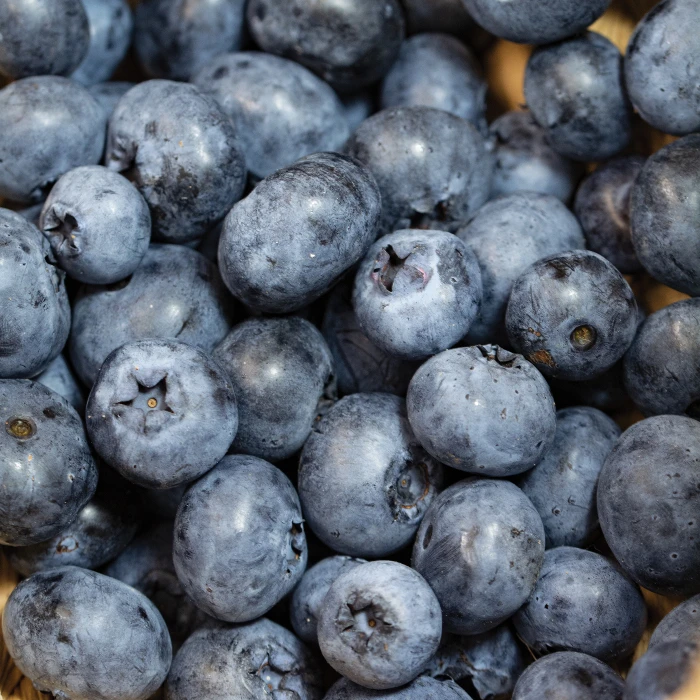 Dwarf Northblue Blueberry 1 Dwarf Northblue Blueberry