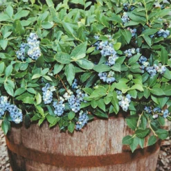 Dwarf Northcountry Blueberry