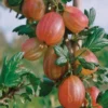 Tixia™ Gooseberry