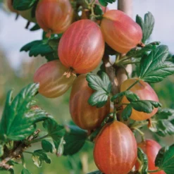 Tixia™ Gooseberry